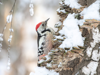 in the winter forest / .....