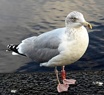 SEAGULL / ***