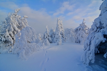 In the winter forest. / ***