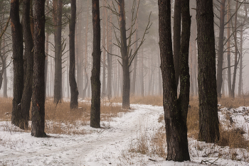 in the winter forest / ***