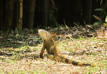 On patrol / ***