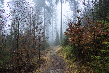 Autumn mist. / ***