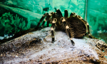 spider / https://www.instagram.com/vaguro_v_u_v/