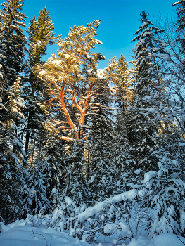 colors of winter / ***