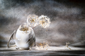 Still life with dandelion... / 2022
