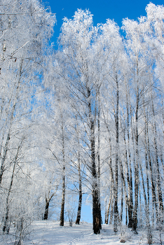 Frost / ***
