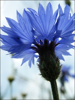 Kornblume / ***