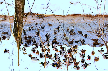 Bird market / ***