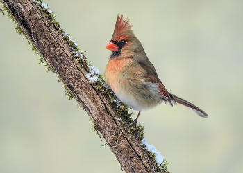 Northern cardinal (female) / ***
