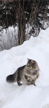 Winter hunting / ***