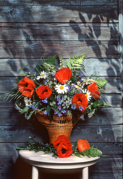 Mohn / ***