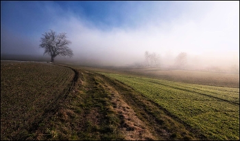Im Nebel / Kulturland