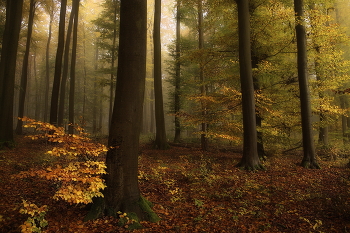 Autumn Sun / ***