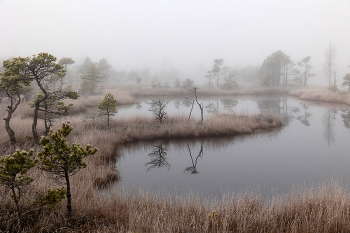 Foggy morning / ***