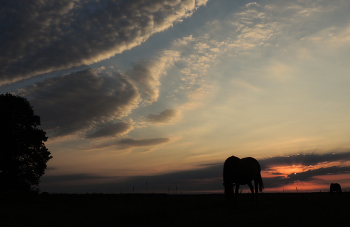 Evening in the field / ***