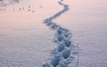 Newly-fallen snow / ***