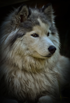 Siberian Malamute / ***