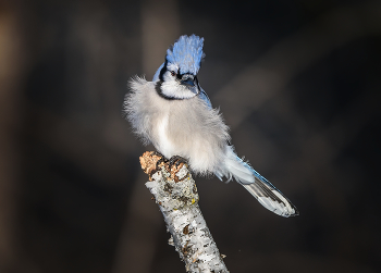Blue jay / ***