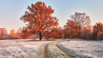 first frost in the autumn oakery / ***