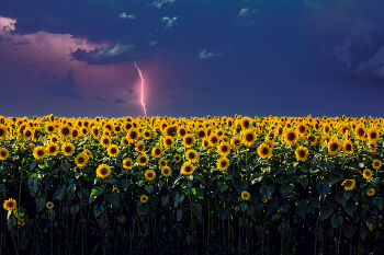Sunflowers / Just a few sunflowers...