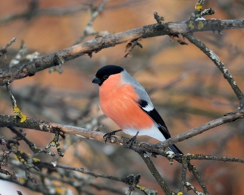 Bullfinch / ***