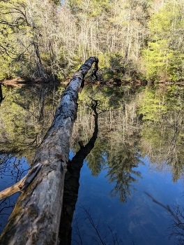 The Tree &amp; Shadow / A fallen tree over water casting a cool shadow.