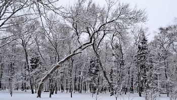 Winter Park / ***