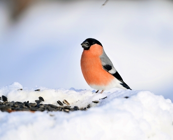 Bullfinch / ***