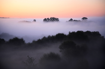 Purple haze. / ***