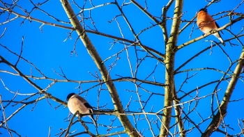 Bullfinch / ***