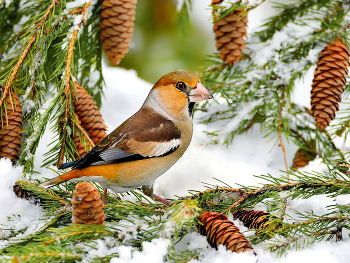 in den Winterwald / ***