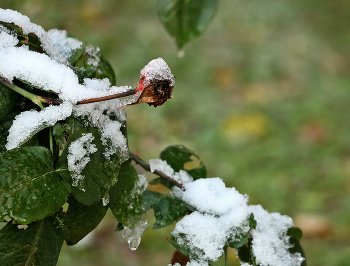 Der erste Schnee / ***