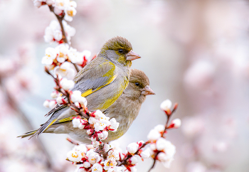 Spring is coming / .....