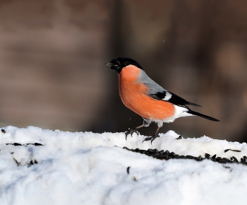 Bullfinch / ***