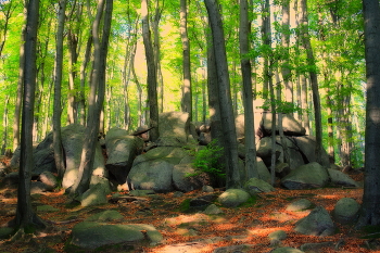 Natur / Odenwald / Hessen