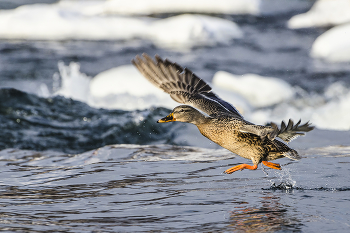 outstripping the wind / ***