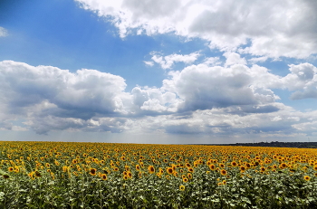 Harvest / ***
