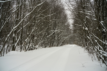 Forest Road. / ***