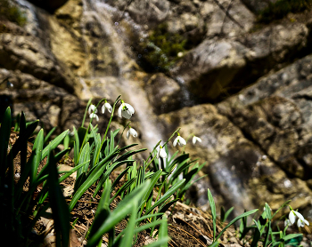 Spring is coming / ***