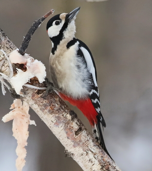 Woodpecker / ***