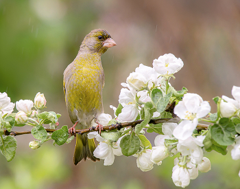 about spring / .....