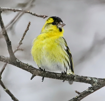 siskin / ***
