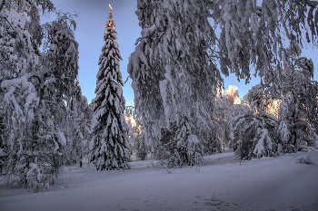 Wald Schönheit / ***