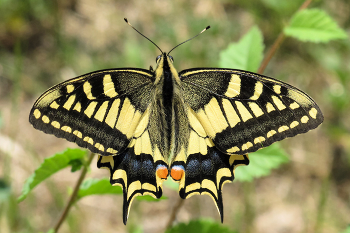 Swallowtail butterfly / Papilio machaon
