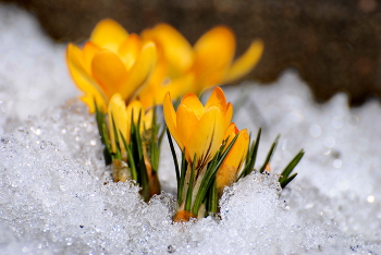 way to the spring! / ***