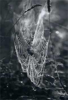  / 2010