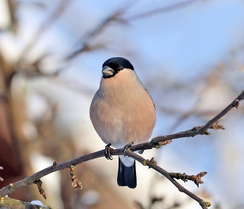 Bullfinch / ***