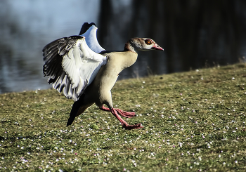 Landing / ***