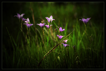 Bells / ***