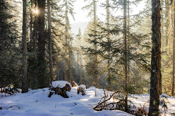 Forestry morning / ***